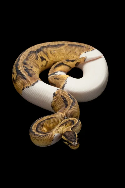 Pastel piebald platinum ball python — Stock Photo, Image