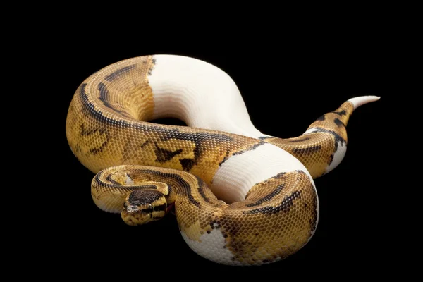 Pastel piebald bola de platino pitón — Foto de Stock