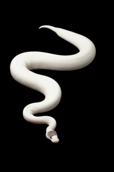 较小的白金花斑球 python — 图库照片