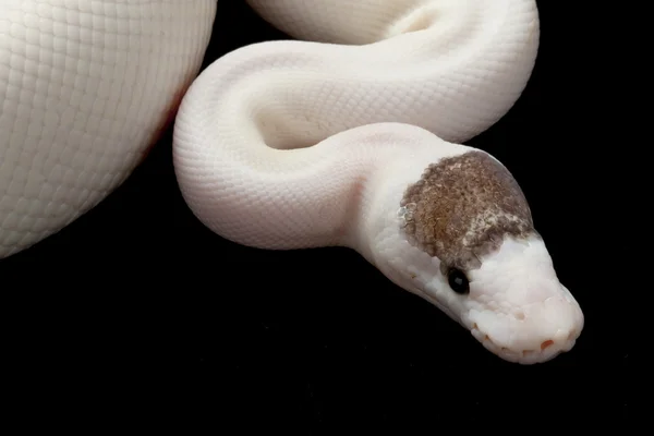 Kisebb platina Tarkánfoltos ball python — Stock Fotó