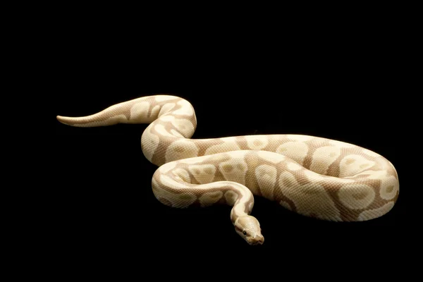 Snoep bal python — Stockfoto