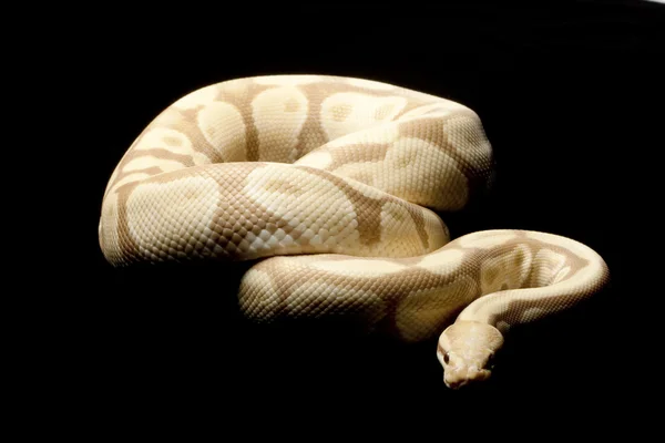 Şeker top python — Stok fotoğraf