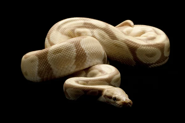 Godis ball python — Stockfoto