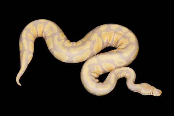Şeker top python — Stok fotoğraf