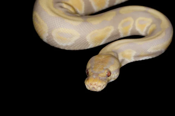 Candy ball python — Stock Photo, Image