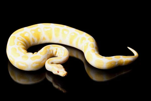 Albino Bola Python — Fotografia de Stock