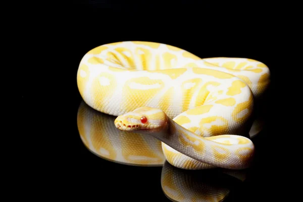 Albino ball python — Stock Photo, Image