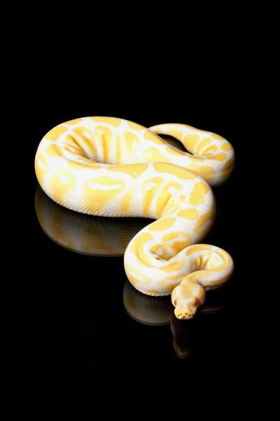 Albino bal python — Stockfoto