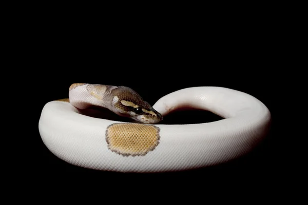 Mojave strakatý míč python — Stock fotografie
