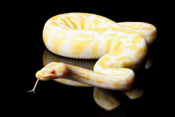 Albino Bola Python — Foto de Stock
