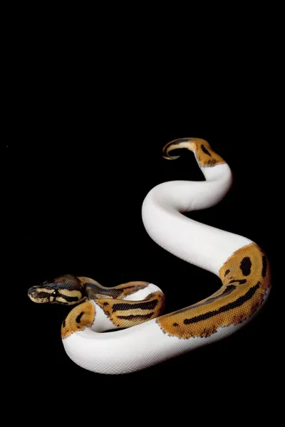 Strakatý míč python — Stock fotografie