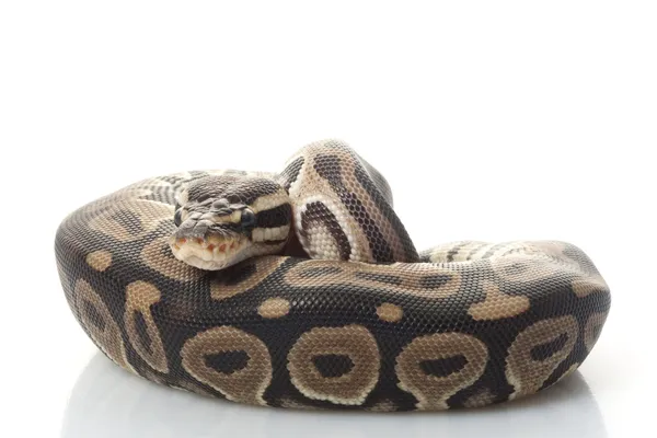 Lori ball python — Stock Fotó