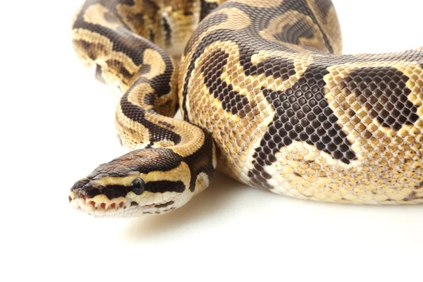 Fire ball python — Stock Photo, Image
