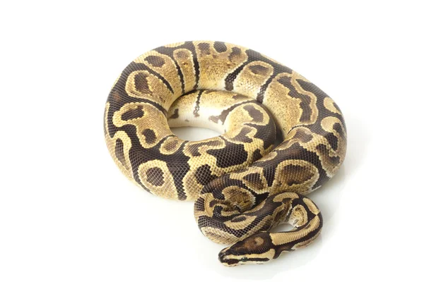 Brand bal python — Stockfoto