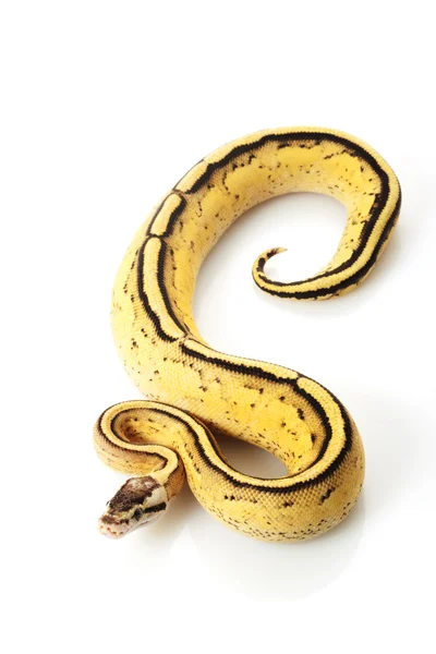 Pastelové super proužek míč python — Stock fotografie