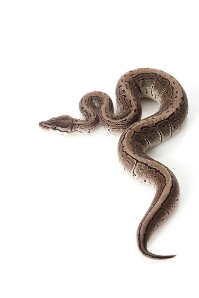Axanthic 条纹球 python — 图库照片