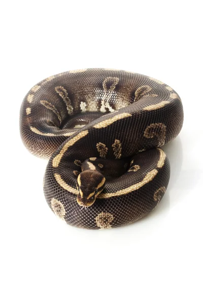 Super chocolate ball python — Stock Photo, Image