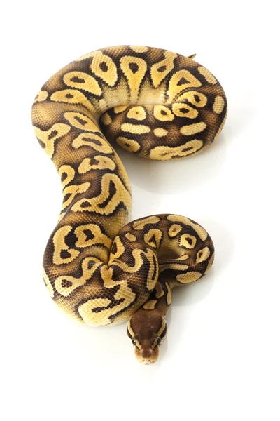 Pastave bal python — Stockfoto