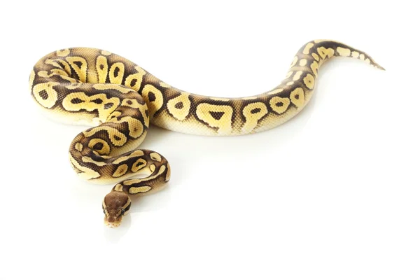 Pastave míč python — Stock fotografie