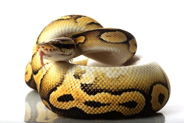 Pastave μπάλα python — Φωτογραφία Αρχείου