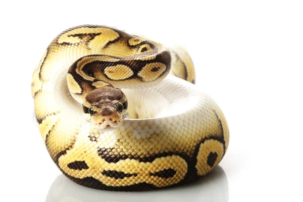 Boule de pastave python — Photo