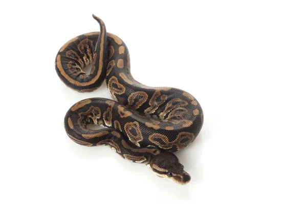 Fekete pasztell Ball Python — Stock Fotó