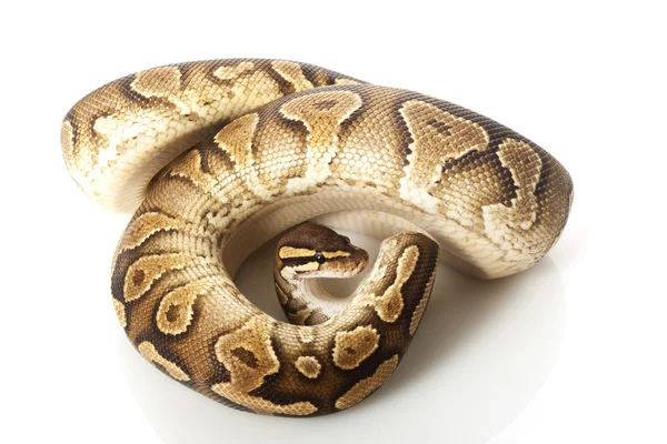 Žluté břicho míč python — Stock fotografie