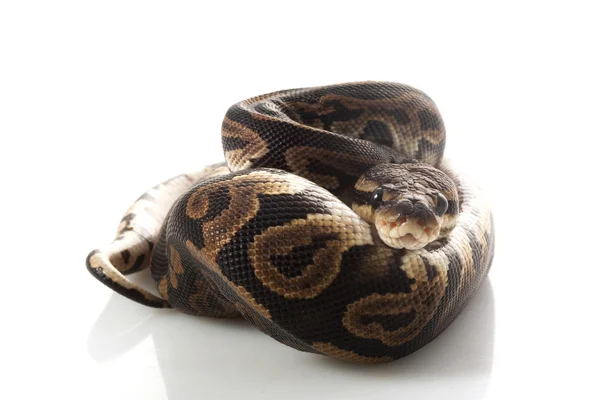 Černé pastelové míč python — Stock fotografie