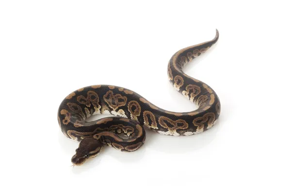 Černé pastelové míč python — Stock fotografie