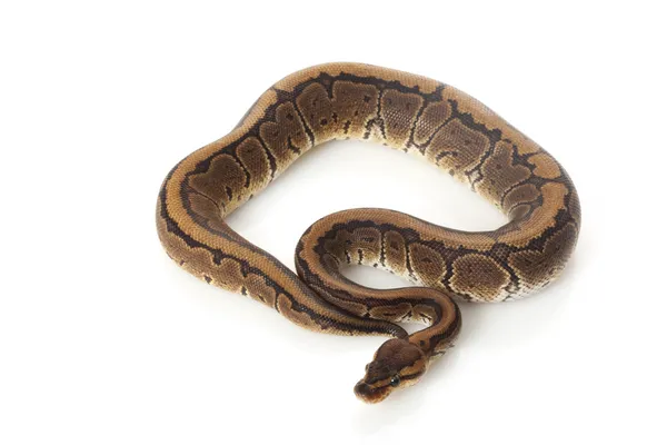 Chocolade pinstripe bal python — Stockfoto