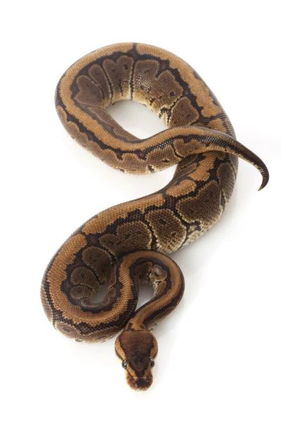 Chocolate pinstripe bola python — Fotografia de Stock