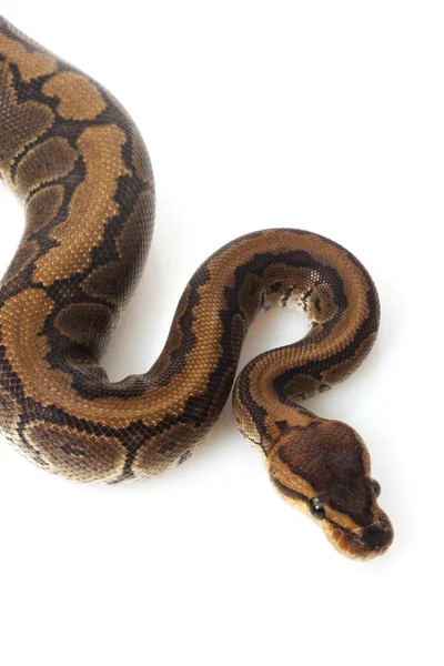 Chocolate pinstripe ball python — Stock Photo, Image