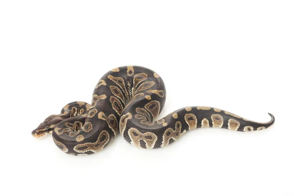 Bola de chocolate python — Fotografia de Stock