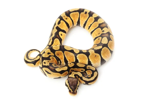 蜡笔球 python — 图库照片