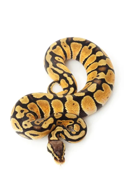 Pastel bal python — Stockfoto