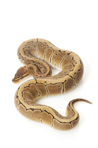 Pastel pinstripe ball python — Stock Photo, Image