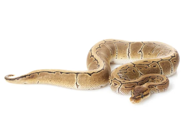 Pinstripe ball python — стоковое фото