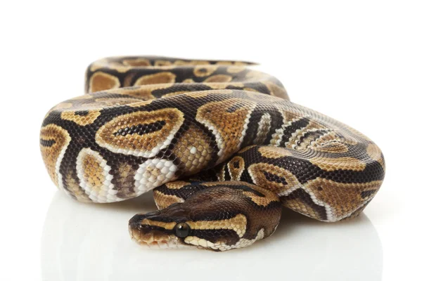 Python bola fantasma — Fotografia de Stock