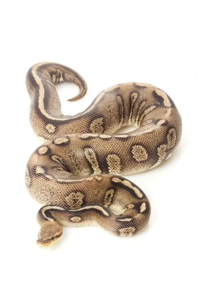 Pastell Super Schokoladenball Python — Stockfoto