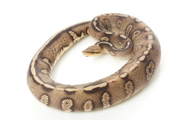 Pastel super chocolate ball python — Stock Photo, Image