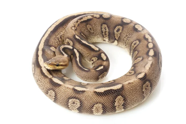 Pastel super chocolate ball python — Stock Photo, Image