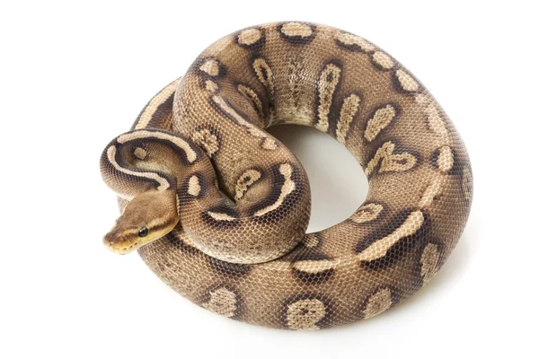 Pastel super chocolade bal python — Stockfoto