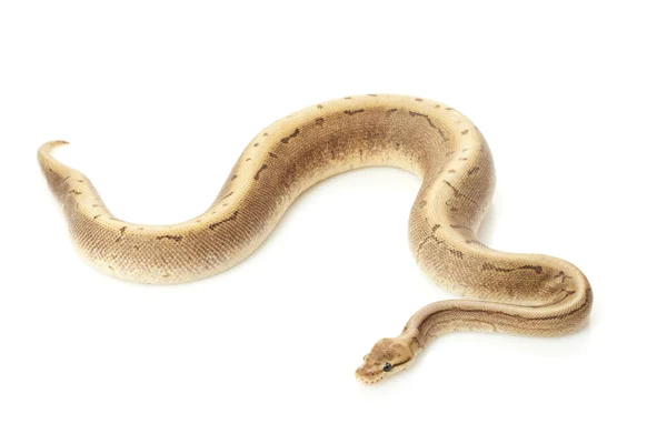 Schokokugel-Python — Stockfoto