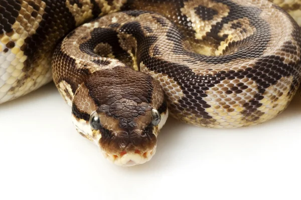 Inferno míč python — Stock fotografie