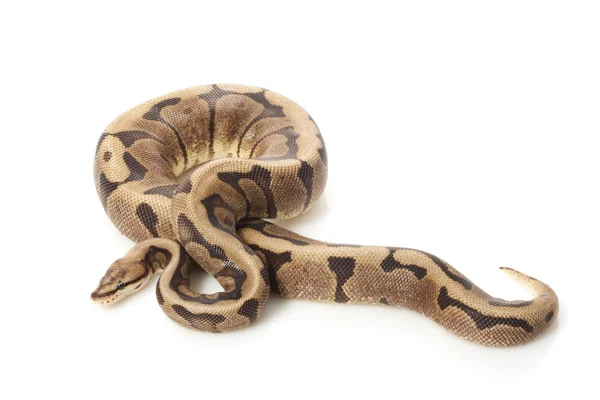 Chocolade spin bal python — Stockfoto