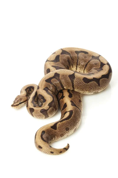 Chocolate spider ball python — Stock Photo, Image