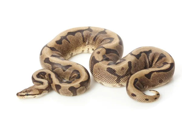Chocolate spider ball python — Stock Photo, Image
