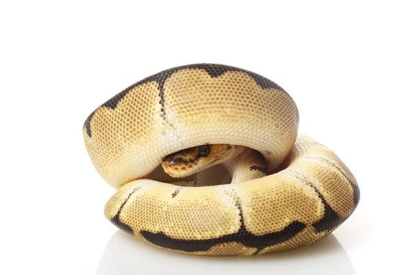 Palla di pagliaccio Python — Foto Stock