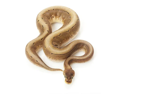 Spinner ball python — Stock Photo, Image