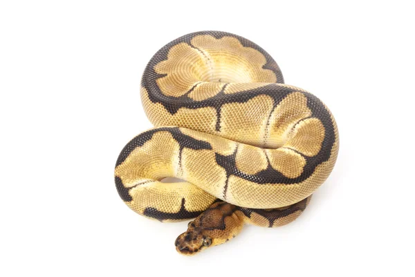 小丑球 python — 图库照片
